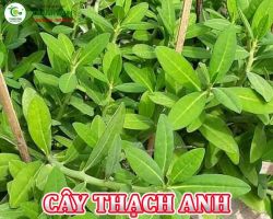 Mua bán cây thạch anh tại Bình Dương  hỗ trợ điều trị bệnh viêm họng hiệu quả