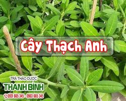 Mua bán cây thạch anh tại quận 7 điều trị các bệnh về xương khớp