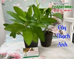 Mua bán cây thạch anh tại quận Hai Bà Trưng hỗ trợ điều trị bệnh bướu cổ