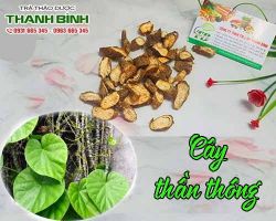 Mua bán cây thần thông tại huyện Quốc Oai có tác dụng điều trị hen suyễn