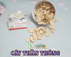 Mua bán cây thần thông tại Kiên Giang hỗ trợ trị bệnh ngoài da như vảy nến