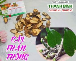 Mua bán cây thần thông tại quận 12 giúp phòng chống ung thư