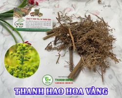 Mua bán cây thanh hao hoa vàng tại Điện Biên hỗ trợ chống được muỗi đốt khi bôi ngoài da