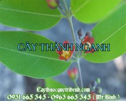 Mua bán cây thành ngạnh tại quận 7 có khả năng chống lão hóa rất tốt