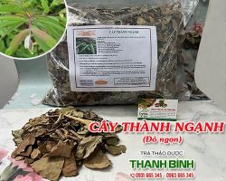 Mua bán cây thành ngạnh tại quận Thanh Xuân giúp chống lão hóa rất tốt