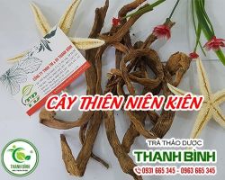 Mua bán cây thiên niên kiện tại huyện Từ Liêm chữa viêm khớp cấp tính