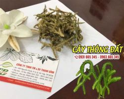 Mua bán cây thông đất ở quận Gò Vấp hỗ trợ điều trị ho