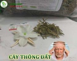 Mua bán cây thông đất tại quận 4 có công dụng điều trị chứng hay quên ở người già