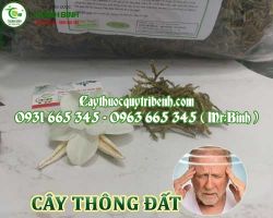 Mua bán cây thông đất tại quận 6 giúp điều trị chứng hay quên ở người già