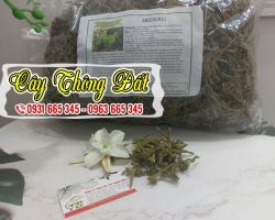 Mua bán cây thông đất tại quận Tây Hồ giúp cải thiện trí nhớ