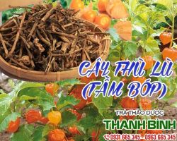 Mua bán cây thù lù ở huyện Nhà Bè bổ trợ cho hệ tim mạch