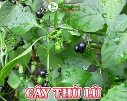 Mua bán cây thù lù tại Đồng Tháp có công dụng điều trị ung thư phổi hiệu quả