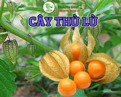Mua bán cây thù lù tại huyện Phú Xuyên có công dụng điều trị bệnh tiểu đường