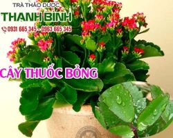 Mua bán cây thuốc bỏng ở huyện Củ Chi có tác dụng trị ho