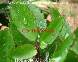 Mua bán cây thuốc bỏng tại Hải Dương có tác dụng chữa trị bệnh gout