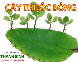 Mua bán cây thuốc bỏng tại huyện Phú Xuyên điều trị ra mồ hôi trộm ở trẻ em