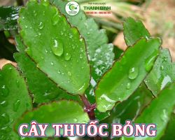 Mua bán cây thuốc bỏng tại Thanh Hóa có công dụng thanh nhiệt cơ thể hiệu quả