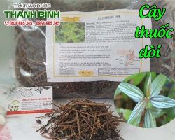 Mua bán cây thuốc dòi tại huyện Mỹ Đức điều trị viêm a-mi-đan