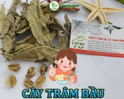 Mua bán cây trâm bầu tại Cao Bằng giúp ngăn ngừa ung thư hiệu quả