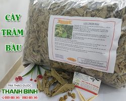 Mua bán cây trâm bầu tại huyện Đông Anh giúp tiêu hóa thức ăn tốt hơn