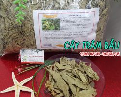 Mua bán cây trâm bầu tại quận 12 rất tốt trong việc giảm cholesterol