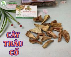 Mua bán cây trâu cổ ở huyện Củ Chi hỗ trợ điều trị bệnh phong thấp hiệu quả