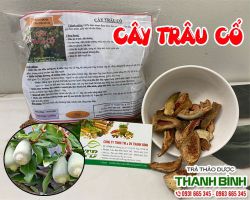 Mua bán cây trâu cổ ở huyện Nhà Bè rất tốt trong việc giải khát và thanh nhiệt