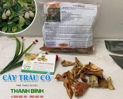 Mua bán cây trâu cổ tại huyện Thanh Trì giúp điều trị rối loạn cương dương