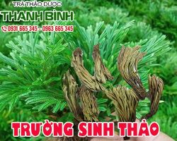 Mua bán cây trường sinh thảo ở huyện Bình Chánh giúp tinh thần thoải mái