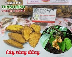 Mua bán cây vàng đắng tại huyện Đông Anh điều trị cao huyết áp