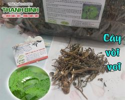 Mua bán cây vòi voi tại huyện Gia Lâm có tác dụng lợi tiểu
