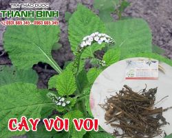 Mua bán cây vòi voi tại quận 2 có tác dụng lợi tiểu