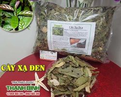 Mua bán cây xạ đen ở quận Tân Bình giúp điều trị ung thư an toàn nhất