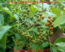 Mua bán cây xạ đen tại Bắc Ninh giúp điều trị bệnh xơ gan hiệu quả nhất