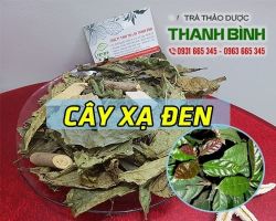 Mua bán cây xạ đen tại huyện Mỹ Đức điều trị các bệnh xương khớp, cột sống