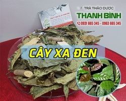 Mua bán cây xạ đen tại huyện Phú Xuyên phòng ngừa tai biến mạch máu não
