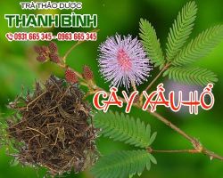 Mua bán cây xấu hổ tại quận 4 điều trị hoa mắt đau đầu rất hiệu quả