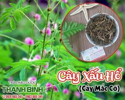 Mua bán cây xấu hổ tại quận Hoàn Kiếm giúp chống lại nọc độc của rắn