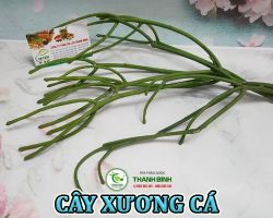 Mua bán cây xương cá tại Bến Tre hỗ trợ điều trị bệnh viêm xoang hiệu quả