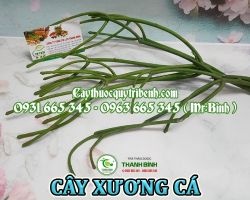 Mua bán cây xương cá tại Hà Tĩnh giúp điều trị đau răng hiệu quả nhất