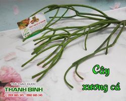 Mua bán cây xương cá tại huyện Gia Lâm chữa trị táo bón