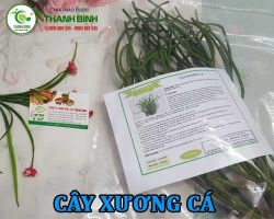 Mua bán cây xương cá tại huyện Gia Lâm hỗ trợ chữa bệnh xương khớp