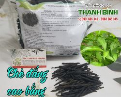 Mua bán chè đắng cao bằng tại quận Đống Đa chữa cảm sốt