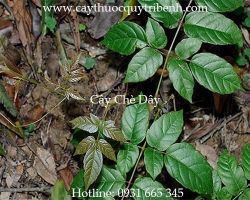 Mua bán chè dây tại quận Thủ Đức điều trị đầy hơi ợ chua viêm dạ dày