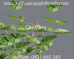 Mua bán chè vằng tại Hưng Yên có tác dụng điều trị ho gà hiệu quả nhất