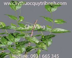 Mua bán chè vằng tại quận 10 có tác dụng giải độc mát gan tốt nhất