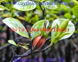 Mua bán chi tử ( quả dành dành ) tại quận 2 giúp giải độc hiệu quả nhất