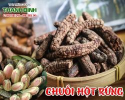 Mua bán chuối hột rừng ở quận Bình Thạnh hỗ trợ chữa đau bụng kinh