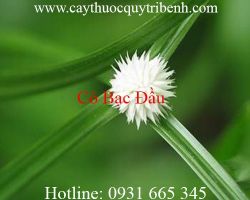 Mua bán cỏ bạc đầu ở đâu tại tp hcm ???