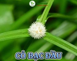 Mua bán cỏ bạc đầu tại Đồng Nai hỗ trợ điều trị ghẻ lở ngứa hiệu quả nhất